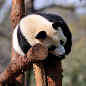 Chengdu Attractions