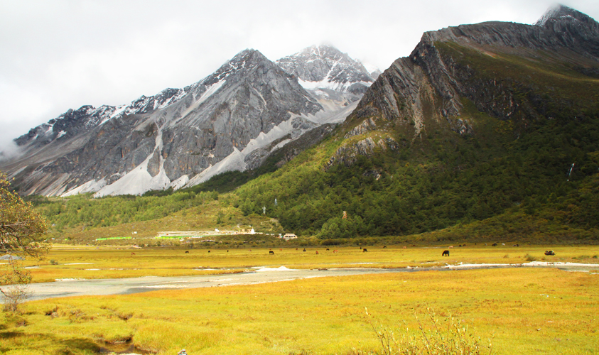 Luorong Yak Ranch