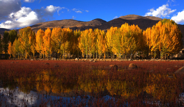 Daocheng Yading Golden Fall