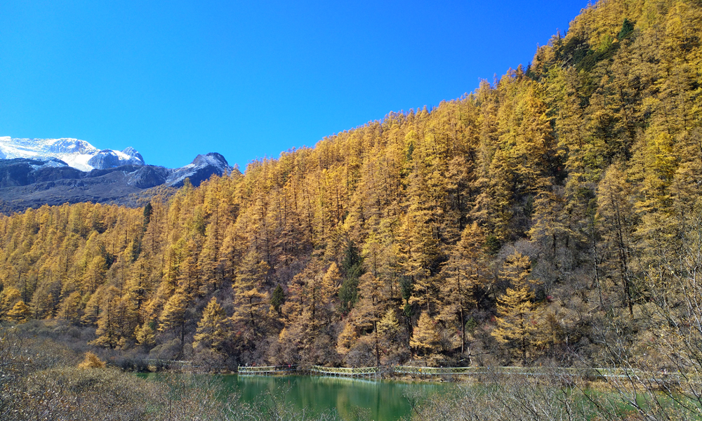 Yading Golden Fall - Late Oct