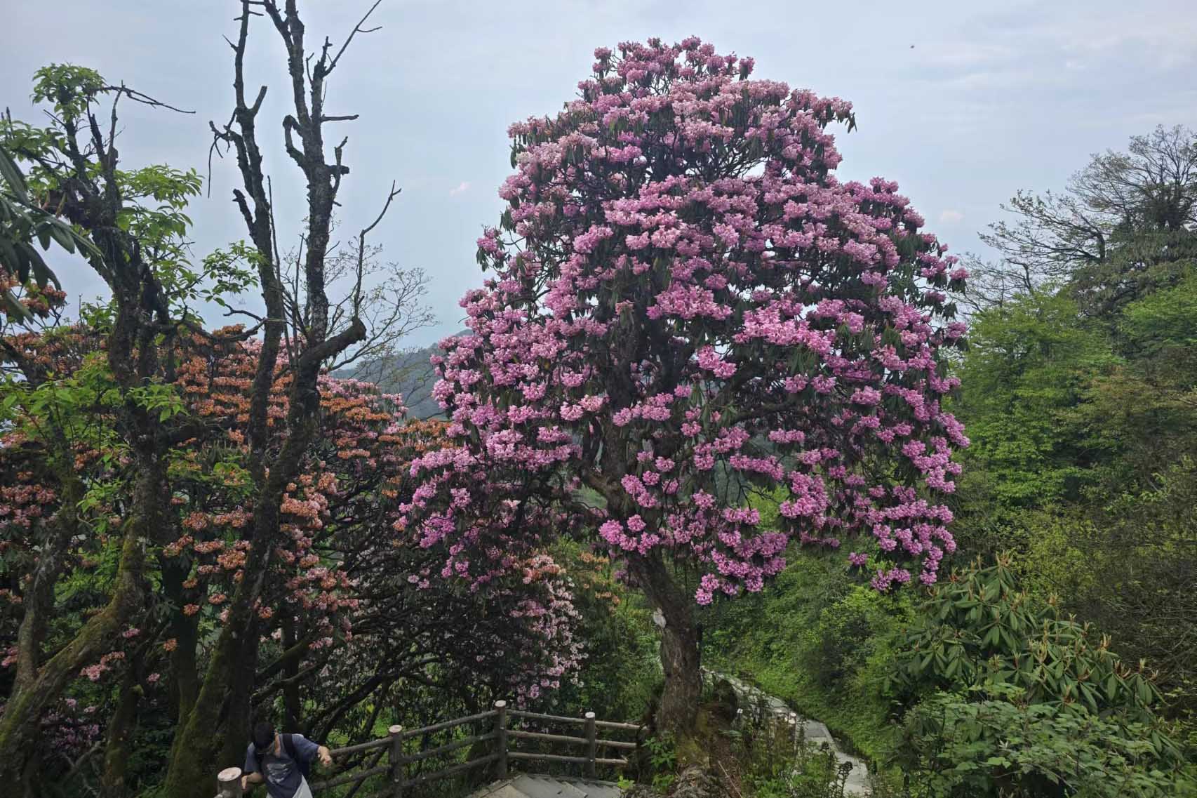 Mt. Emei