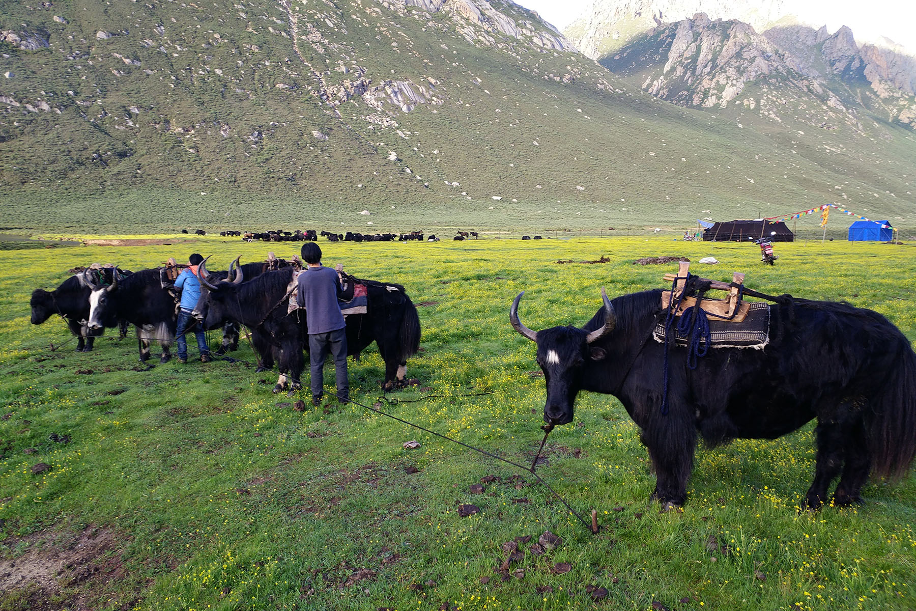 Exploring Nyenpo Yurtse