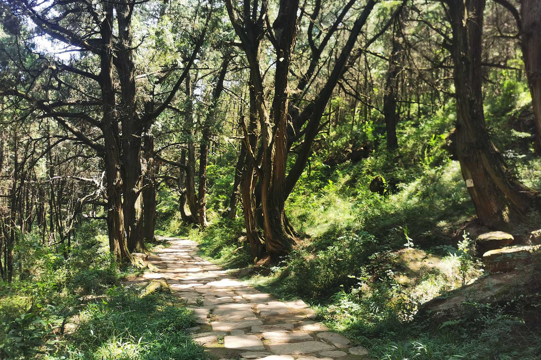 Ancient Shu Roads Tour