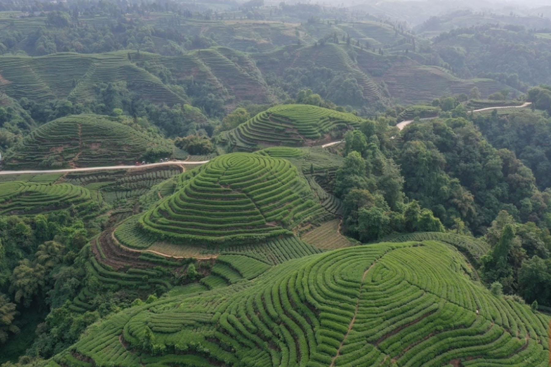 Yaan Tea Plantation