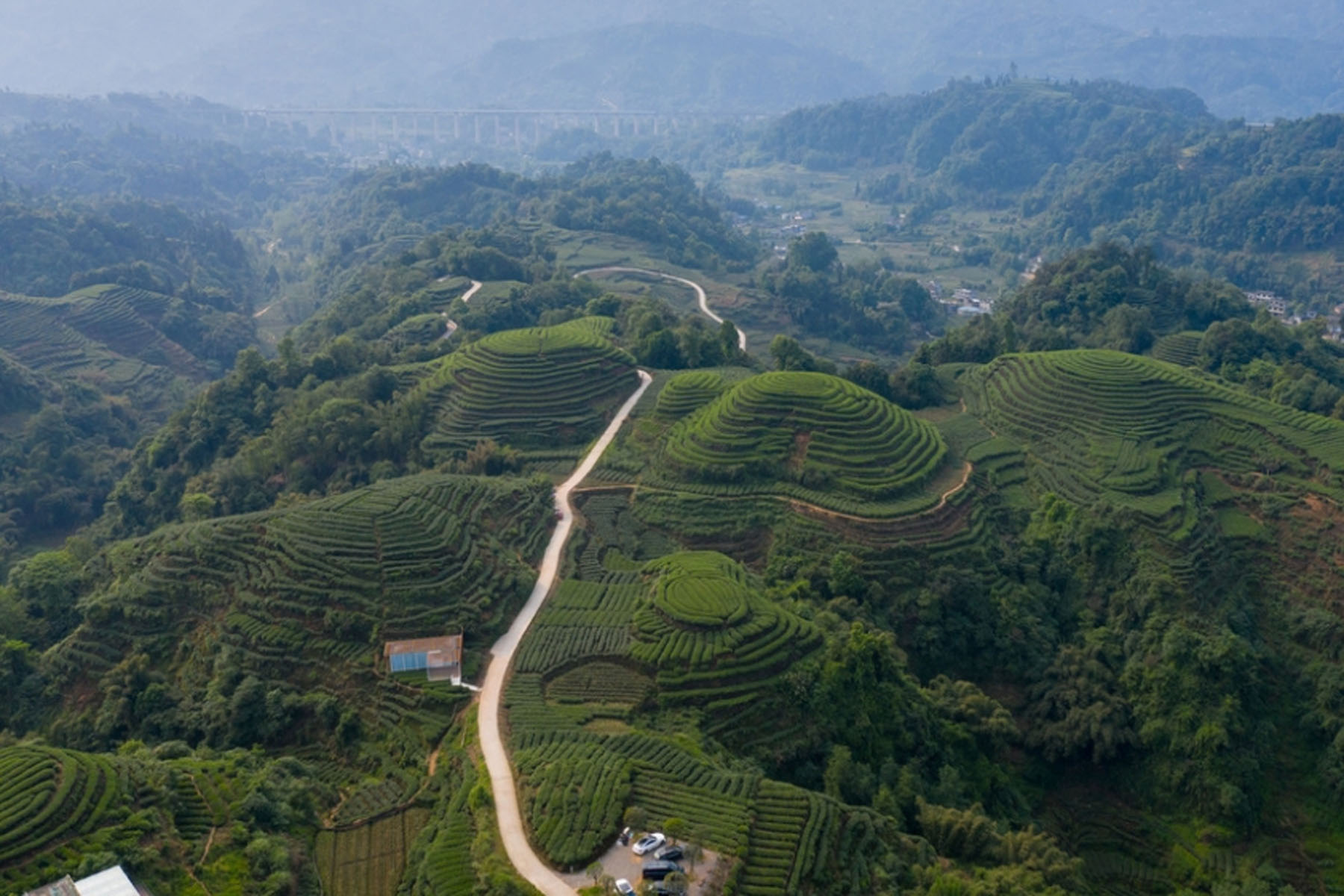 Yaan Tea Plantation