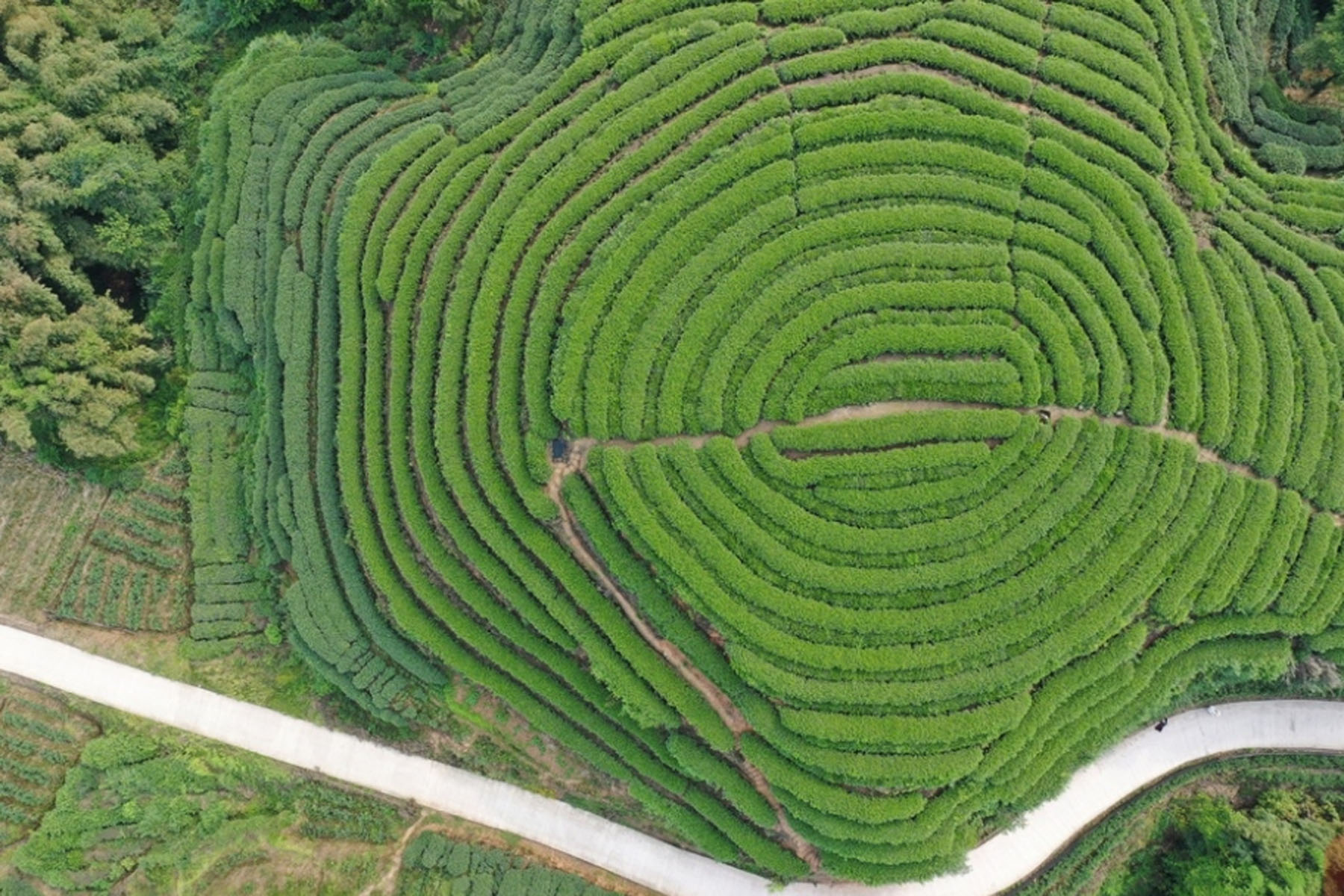 Yaan Tea Plantation