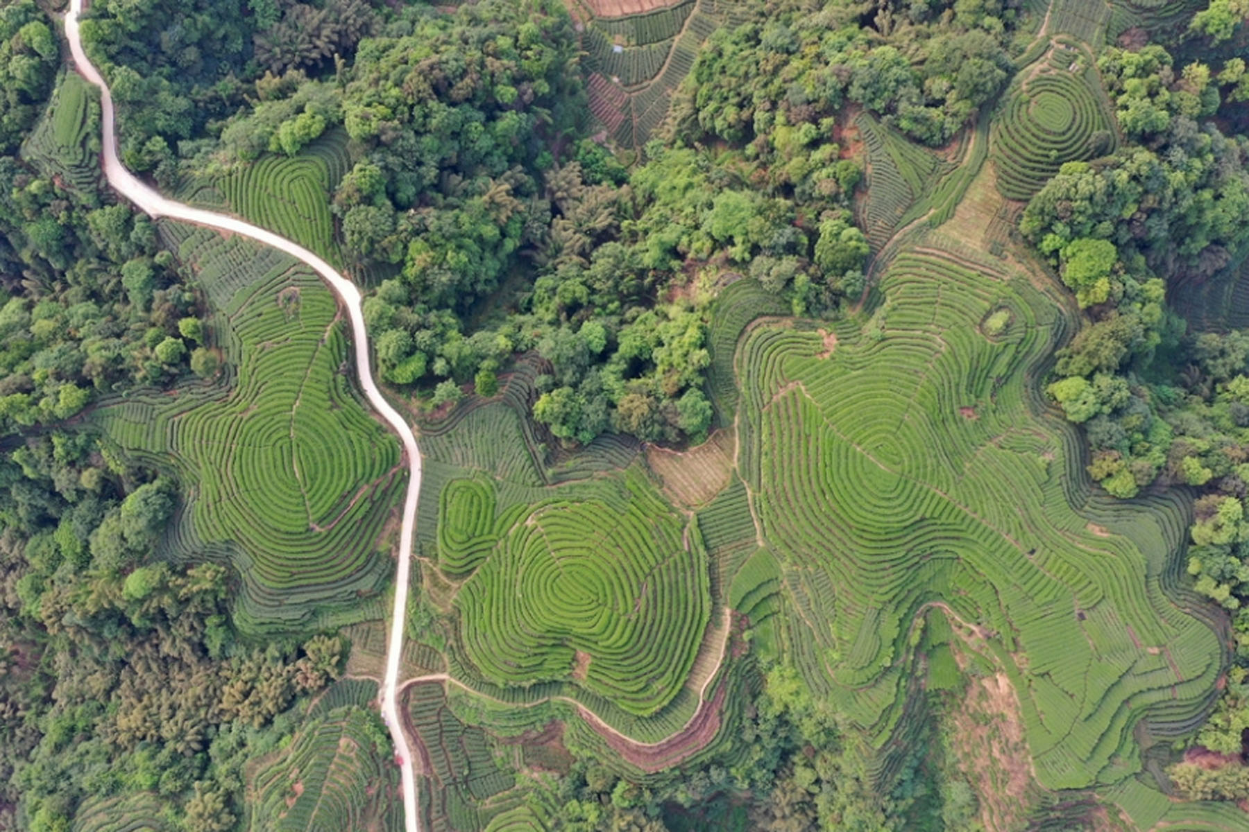 Yaan Tea Plantation