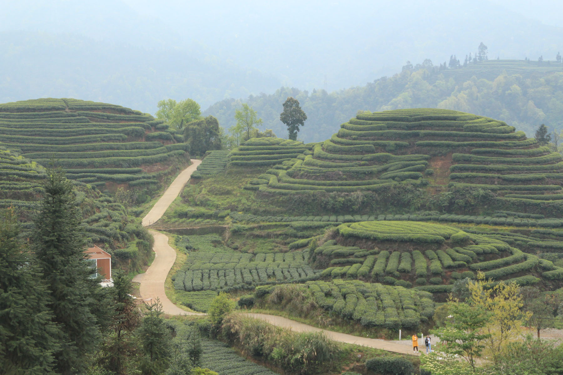 Yaan Tea Plantation