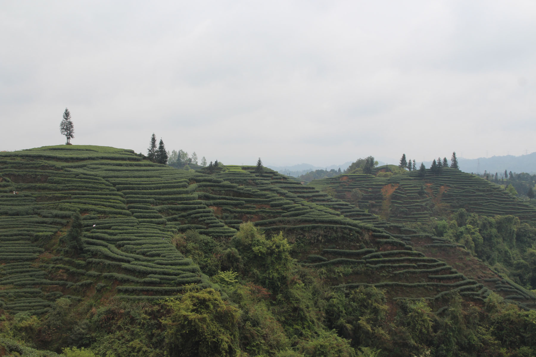 Yaan Tea Plantation