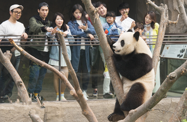 Giant Panda News