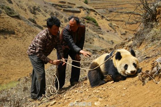 Giant Panda News