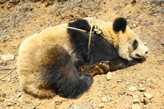 Giant Panda News