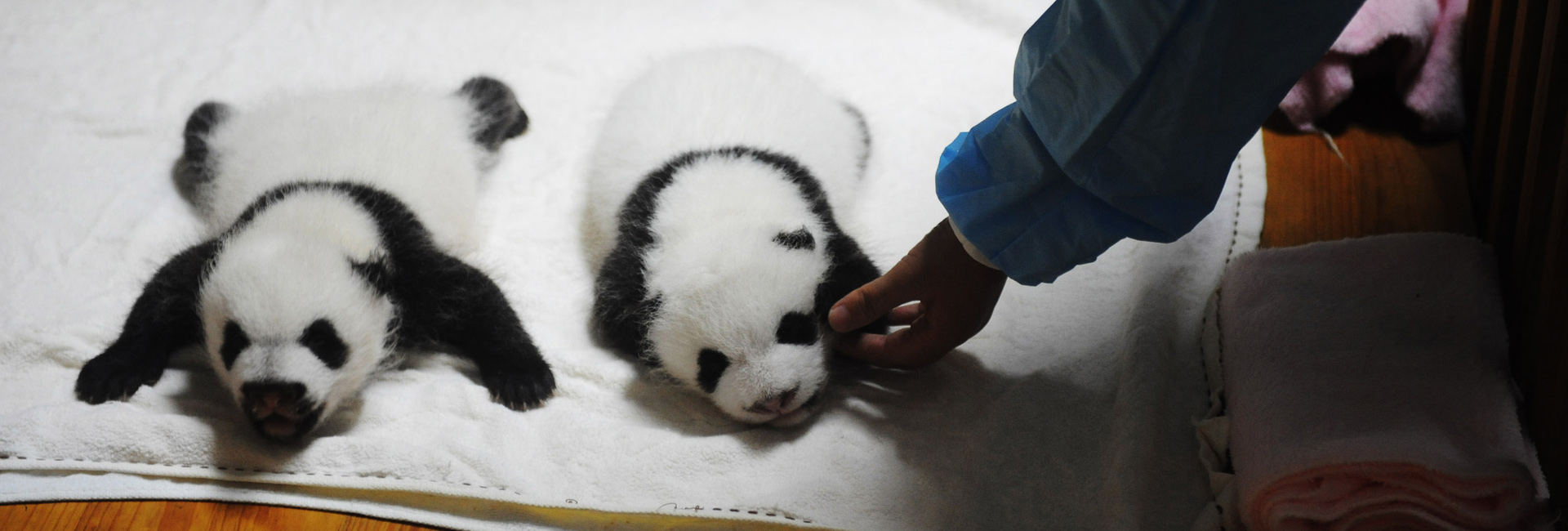 Chengdu Panda Base