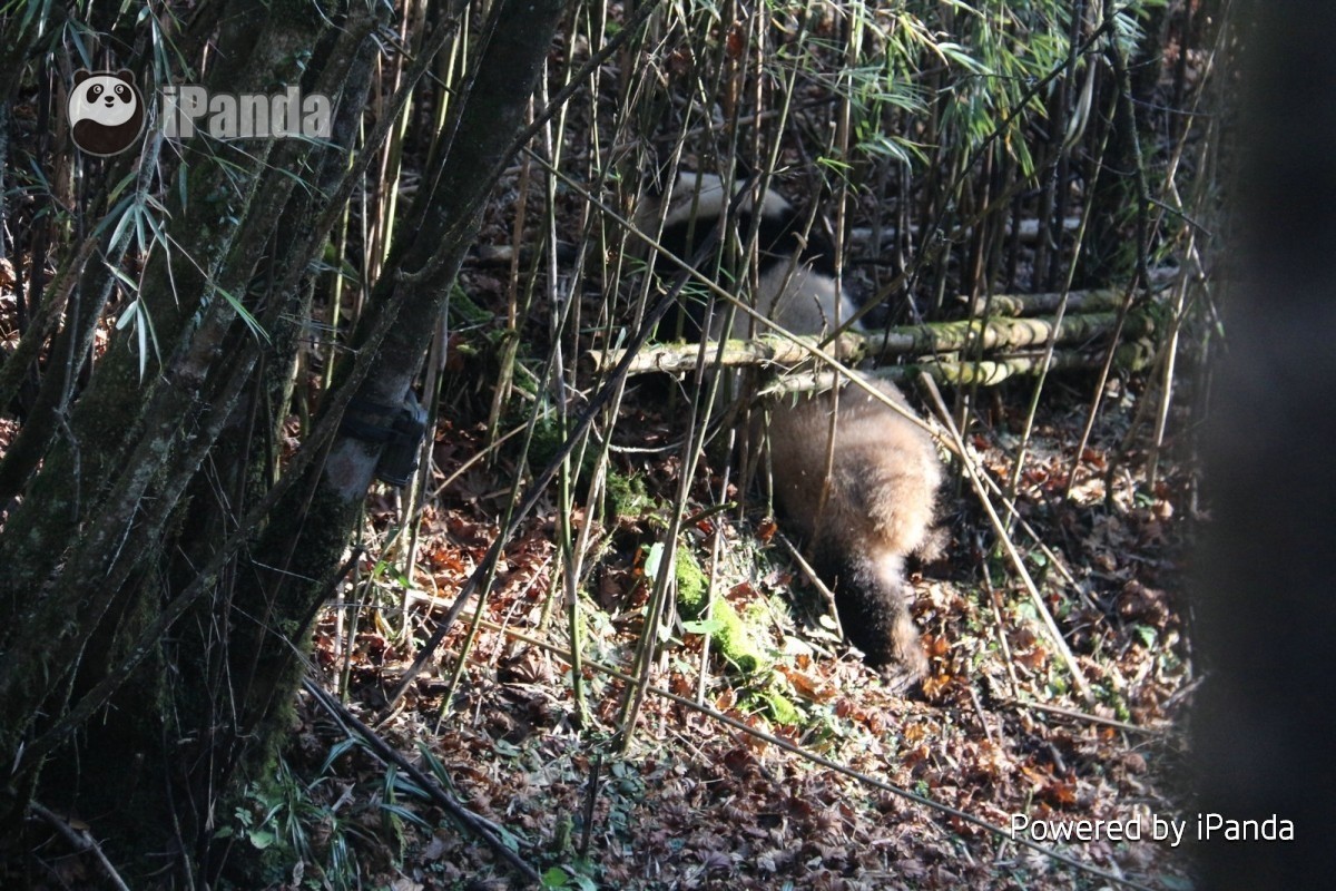 Giant Panda News