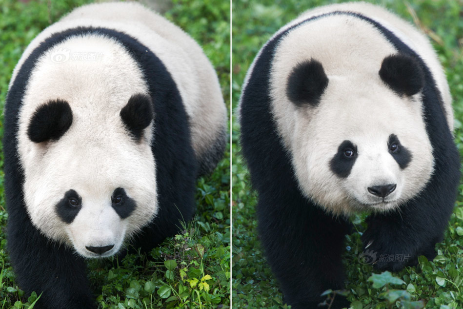 Giant Panda News