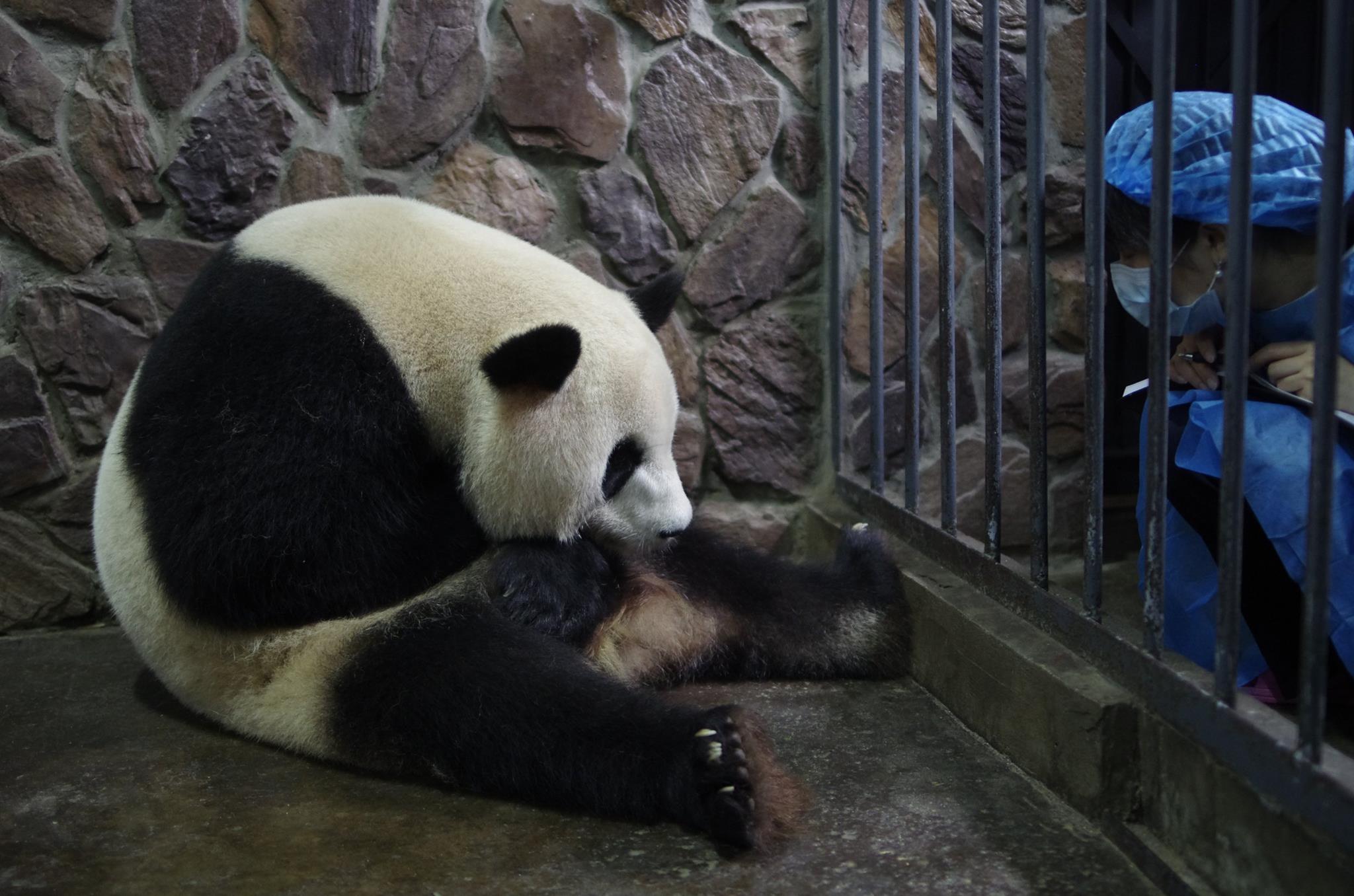 Giant Panda News