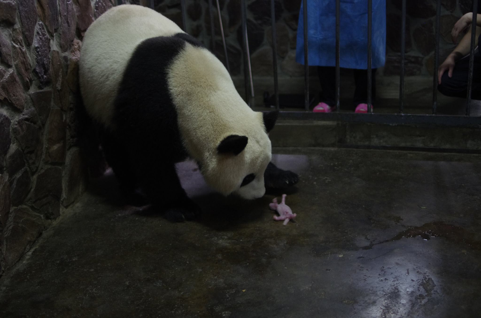 Giant Panda News