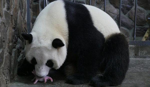 Giant Panda News