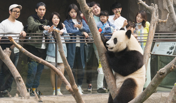 Latest & Current Giant Panda News | Giant Panda Channel