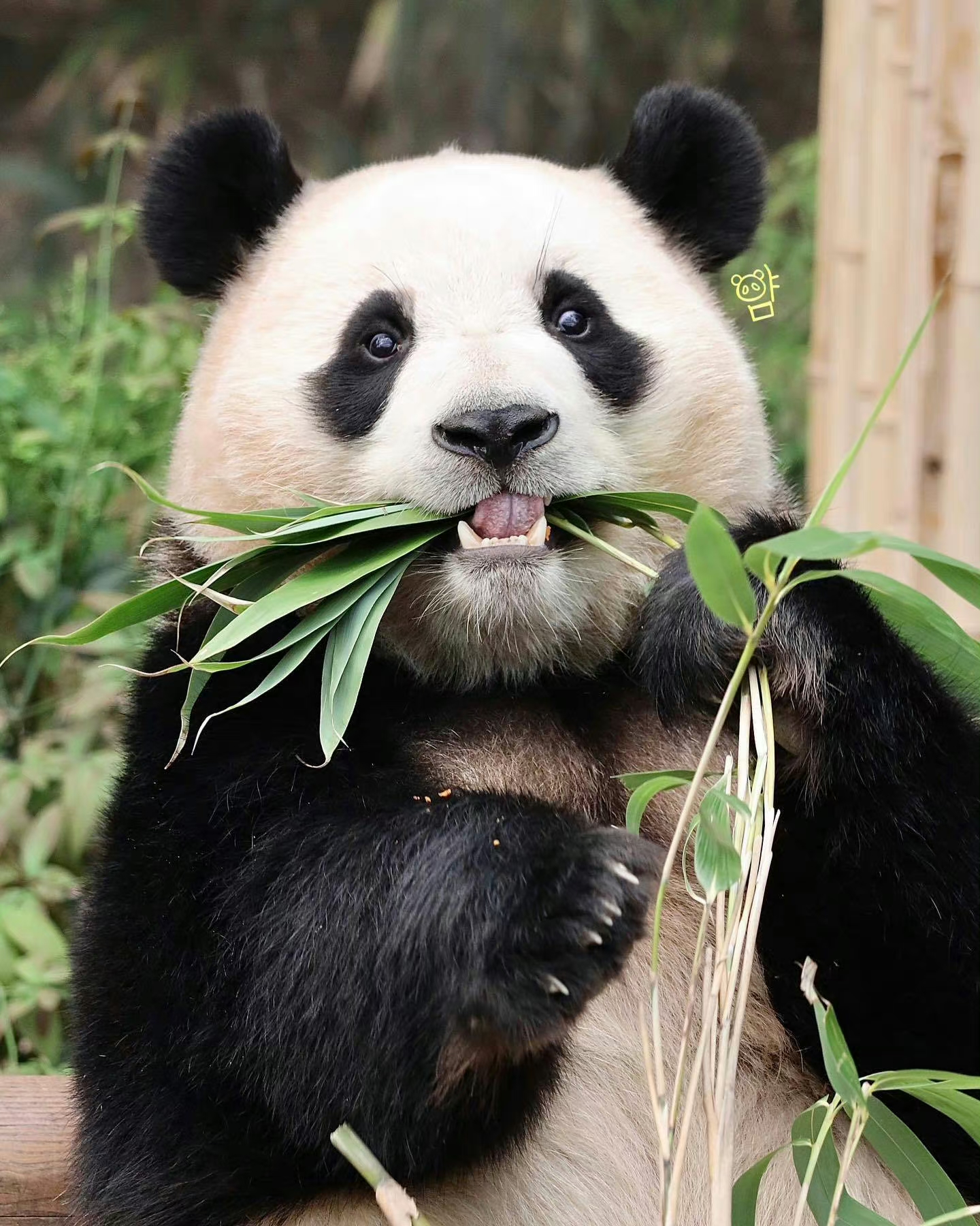 Giant Panda News