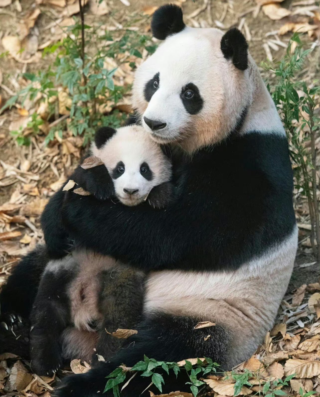 Giant Panda News