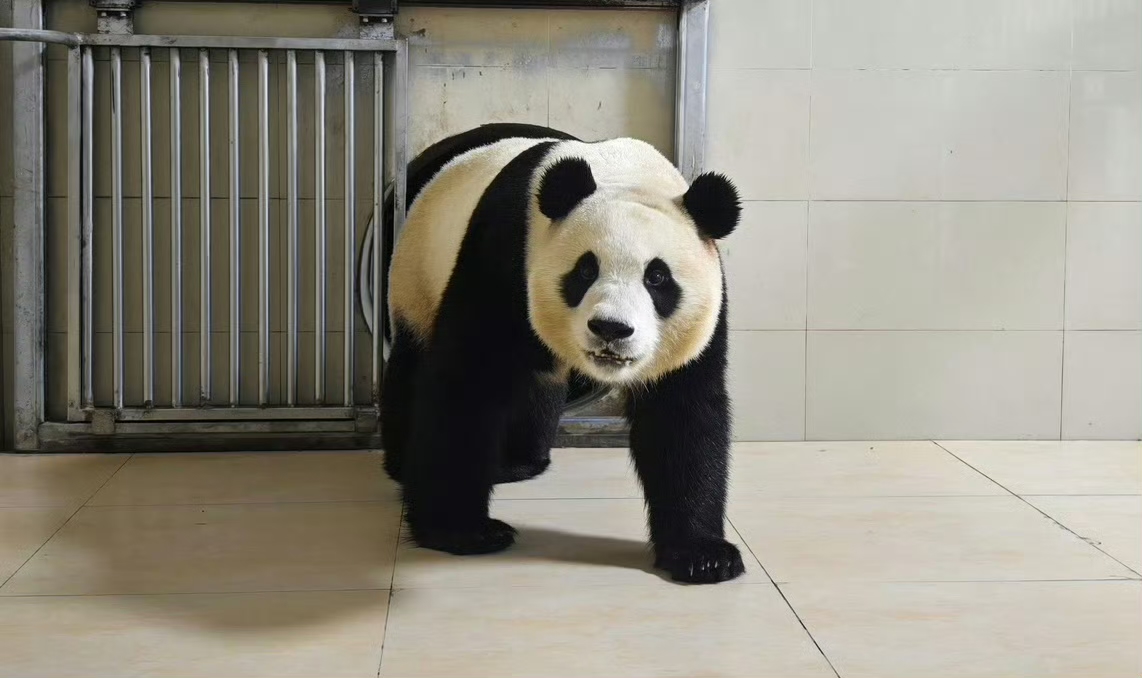 Giant Panda News