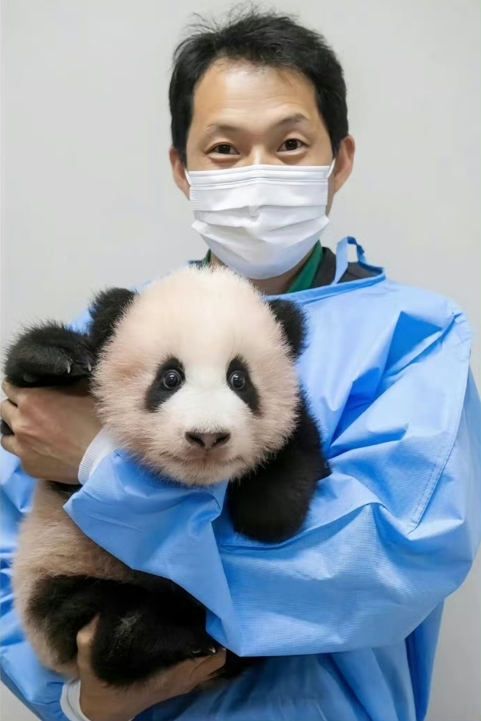 Giant Panda News