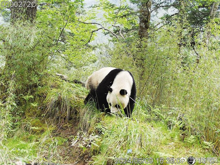 Giant Panda News