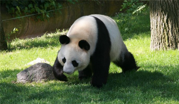 Giant Panda News