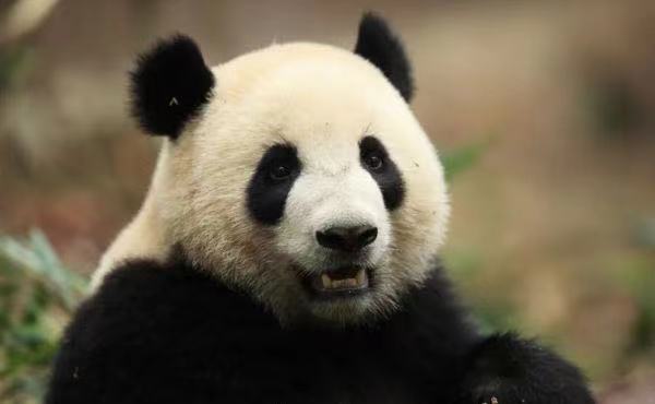 Two Pandas Jinxi and Zhuyu go to Spain