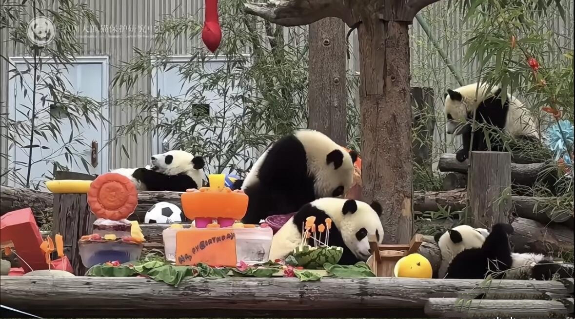 Giant Panda News