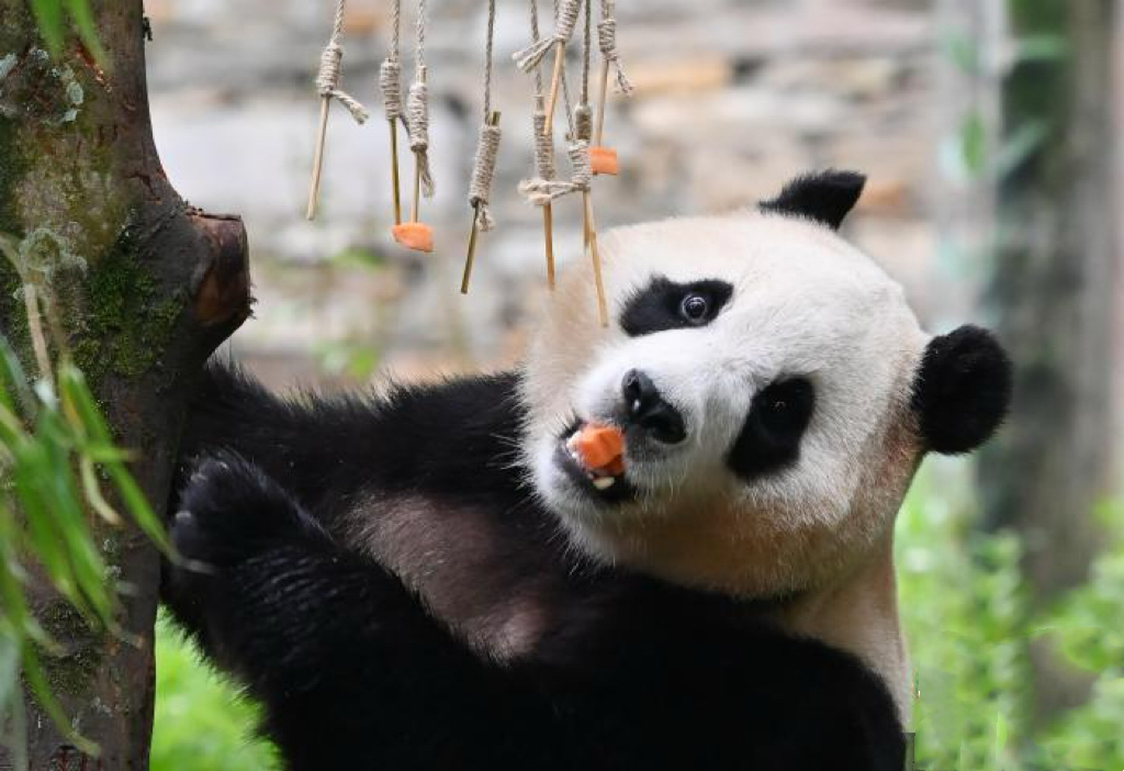 Giant Panda News