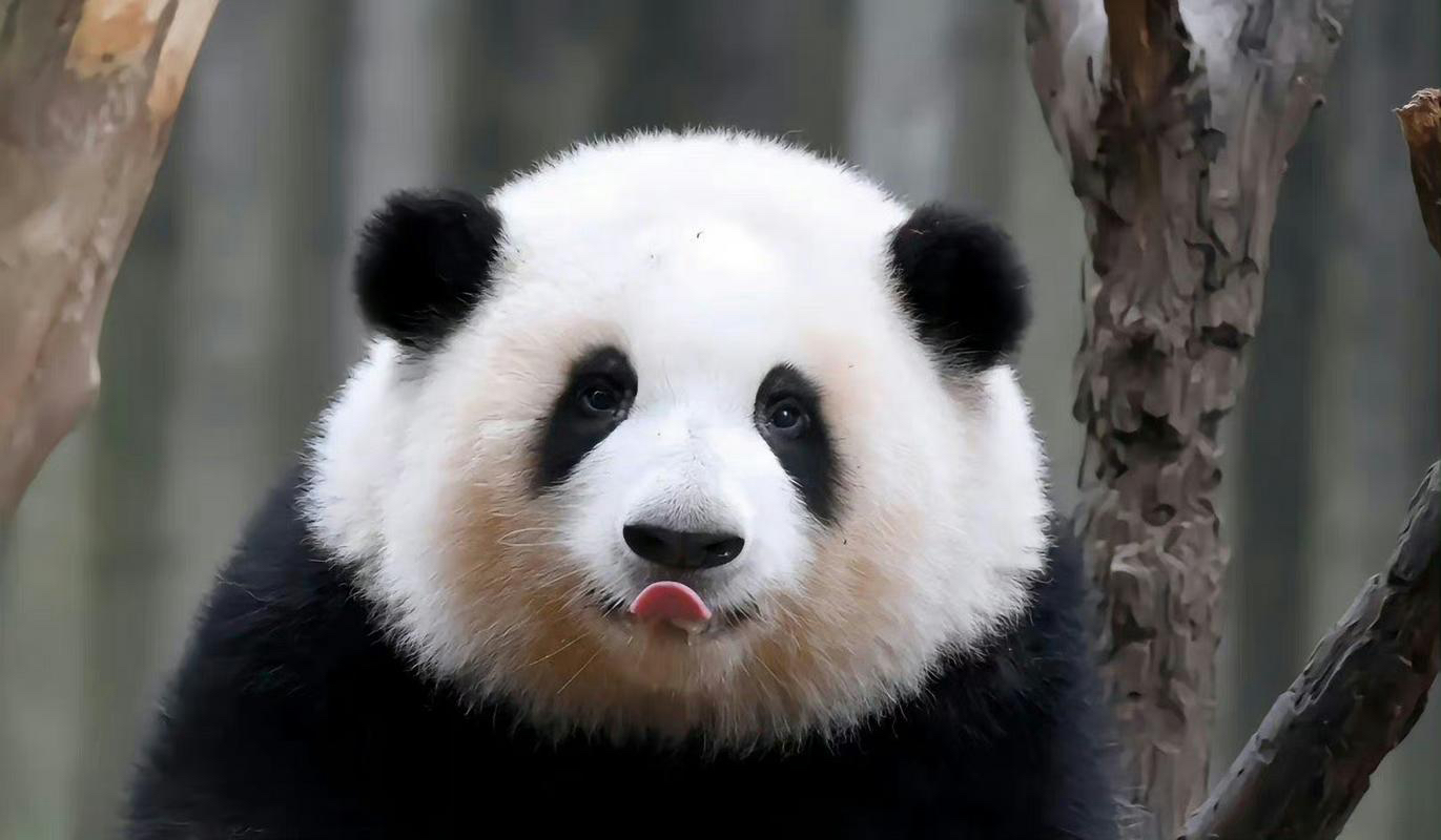 Giant Panda News