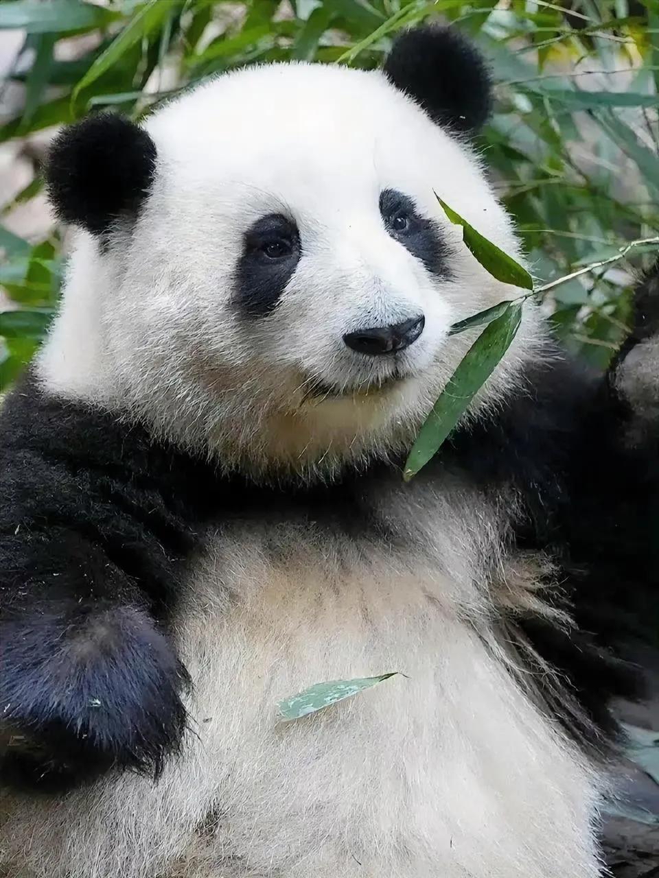 Giant Panda News