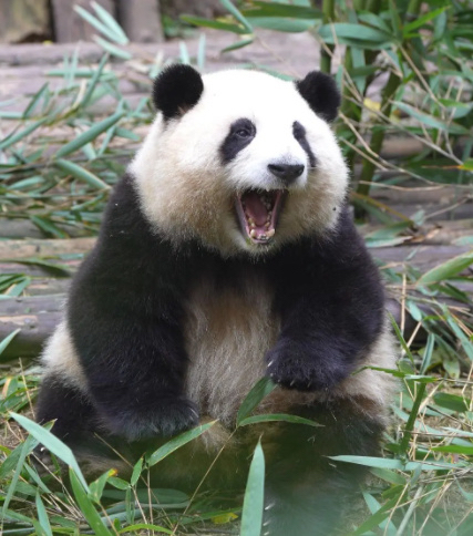 Giant Panda News