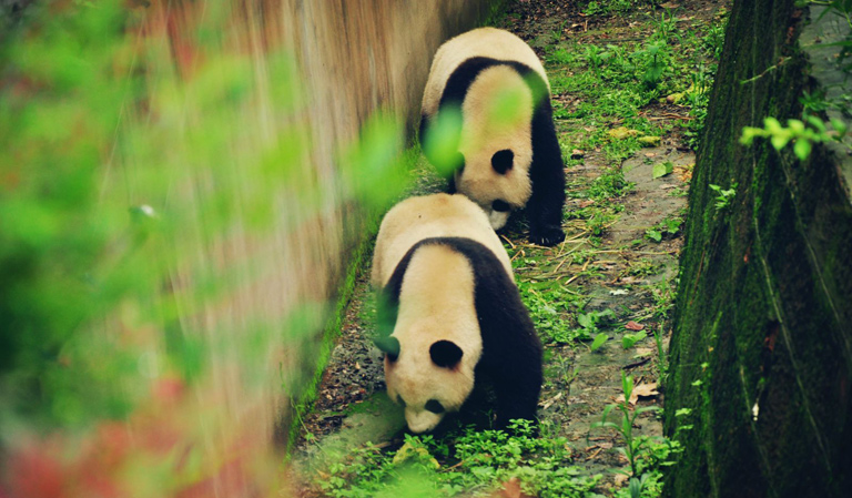 Giant Panda News