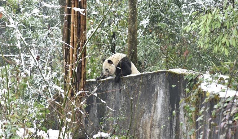 Giant Panda News