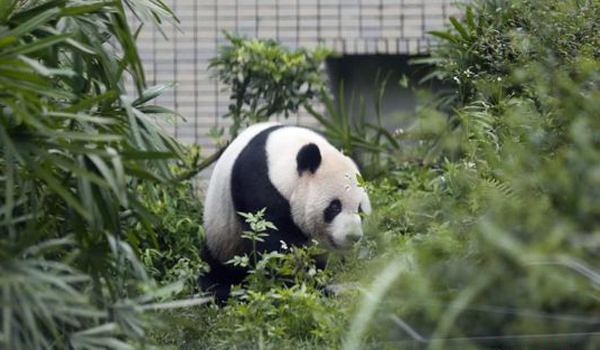 Giant Panda News