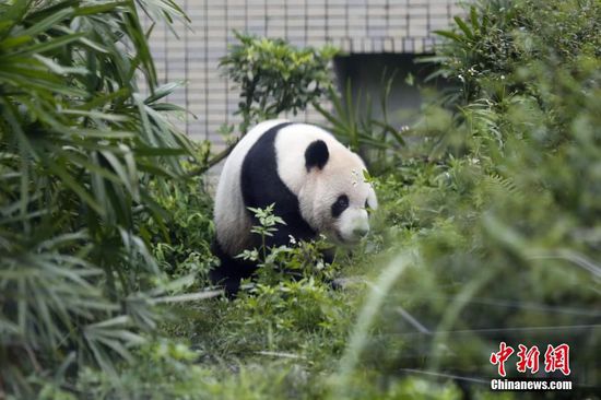 Giant Panda News