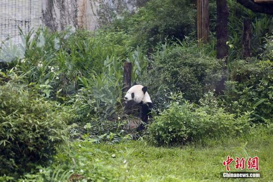 Giant Panda News