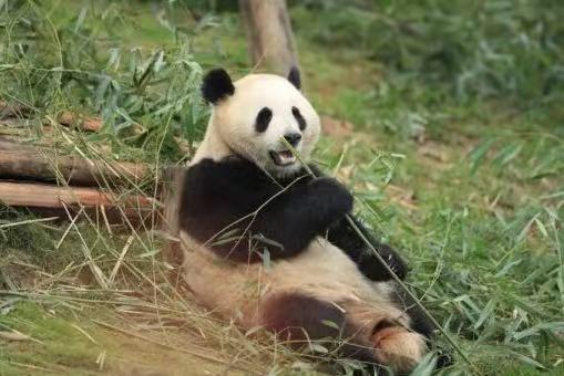 Giant Panda News