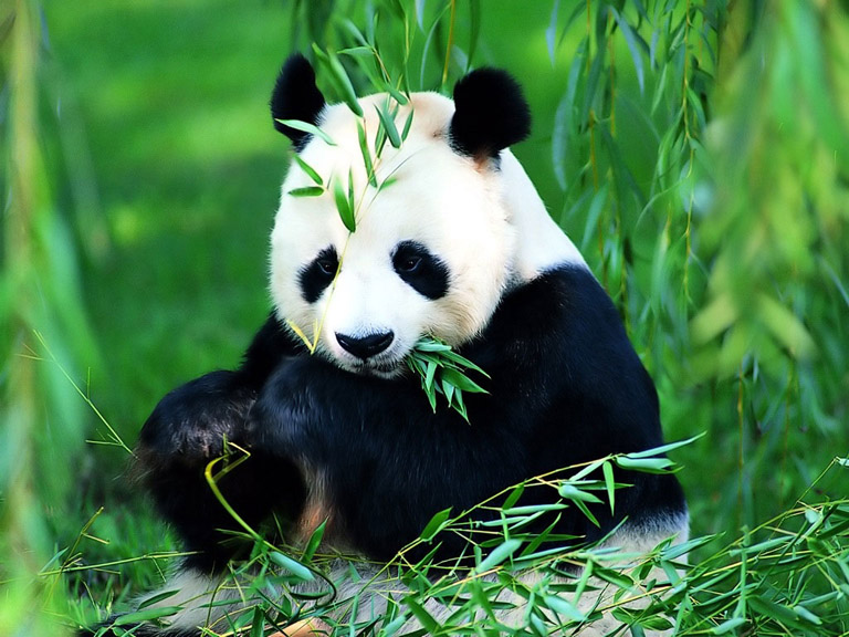 Learn about Giant Panda, Panda Bear - Giant Panda Facts