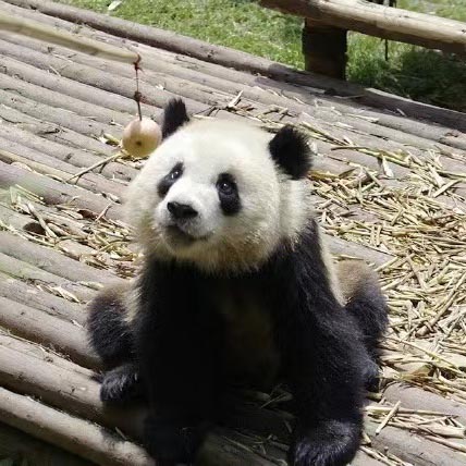 Giant Panda