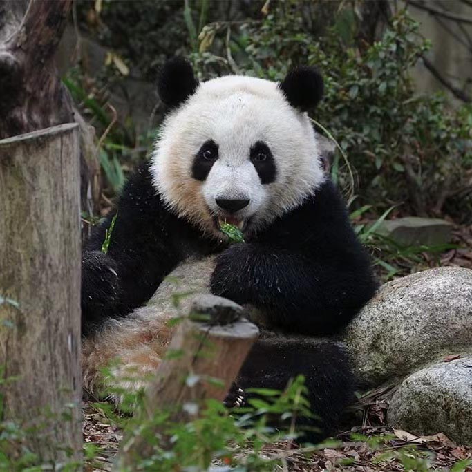 Giant Panda