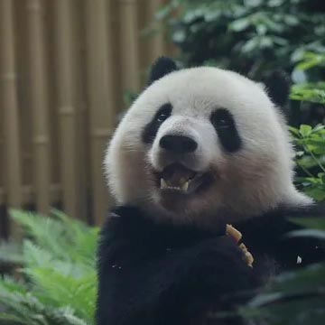 Giant Panda