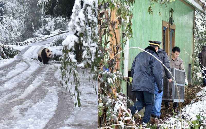 Giant Panda News