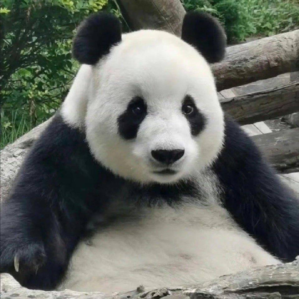 Giant Panda