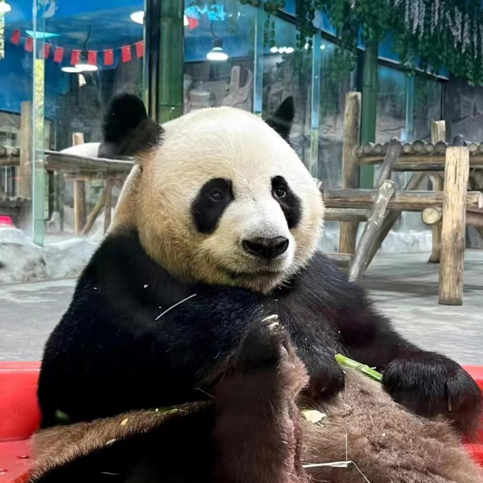 Giant Panda