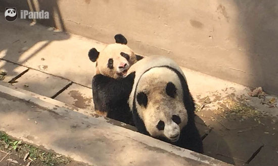 Giant Panda News