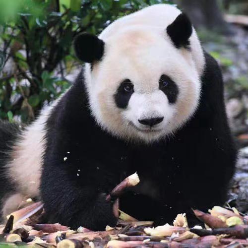 Celebrity Pandas & Visit Famous Giant Pandas